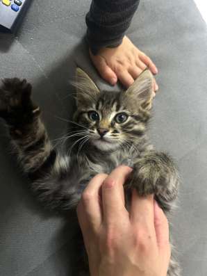 Отдам в добрые руки котят