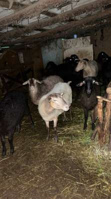 Продам овцу в Нальчике фото 3