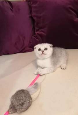 Котенок Шотландец вислоухий девочка фото 3