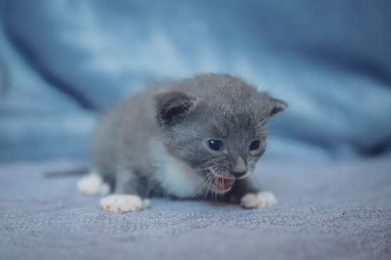Отдам котят