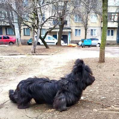 Щенки Скай Терьера