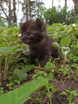 Котята ищут дом и любящих хозяев фото 5