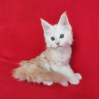 Котики мей-кун из питомника в Владимире фото 7