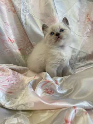 Котёнок 1,5 месяца мальчик в Дзержинске фото 3
