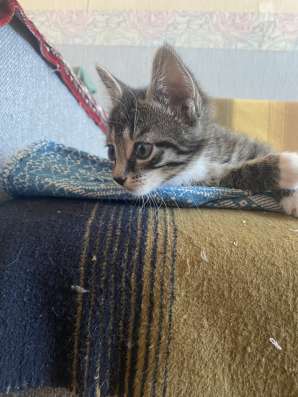 Котенок в добрые руки в Хабаровске фото 3