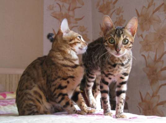 Бенгальские котята