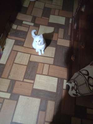 Отдам в надёжные руки котенка