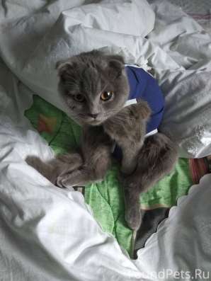 Потерялась кошка