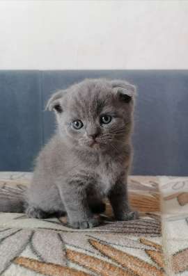 Британские котята в Коломне фото 5