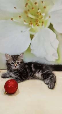 СИБИРСКИЕ КОТЯТА ИЗ ПИТОМНИКА в Москве фото 8