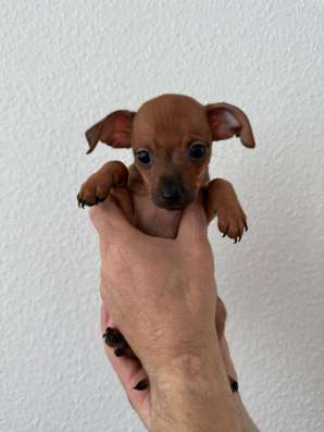 Zwergpinscher мини (до 2.5 кг) фото 21