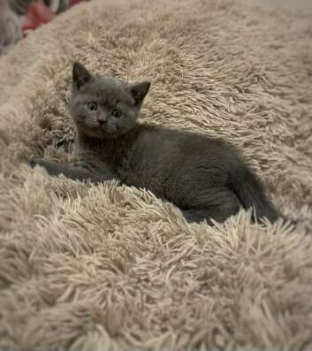 Прозам шотландских котят