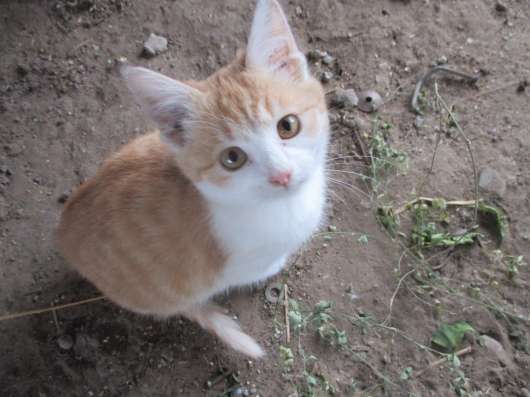 Отдам котенка в добрые руки!
