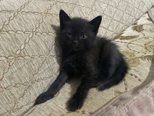 Отдаю котят в добрые руки.
