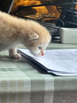 Котенок в добрые руки в Истре
