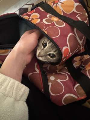 Отдам котенка