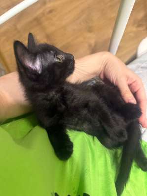 В добрые ручки котенка?