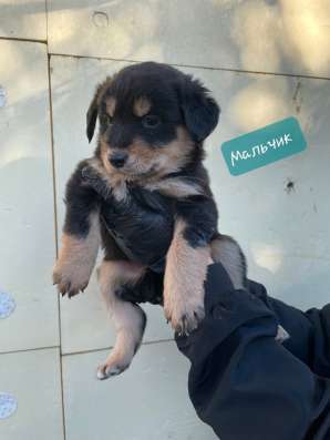 Щенки в Подольске фото 14