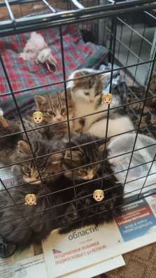 Котята в добрые руки в Кашире