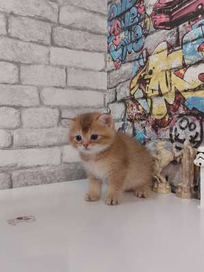 Шотландские котята фото 5