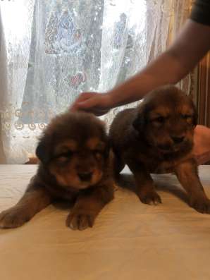 Продаются щенки Тибетского Мастифа в Кашире фото 10