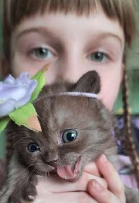Британские котята в Санкт-Петербурге фото 7