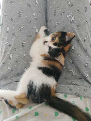 Котенок ищет заботливых хозяев! в Керчи фото 3