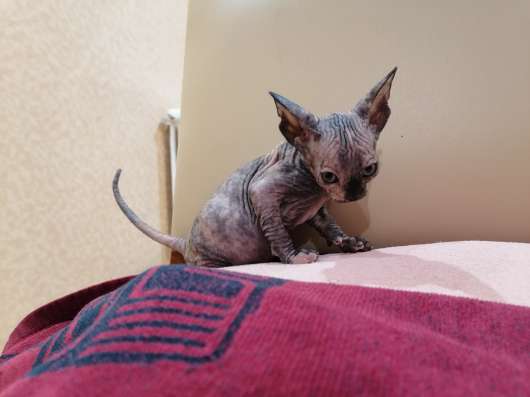 Продам котят Донского сфинкса фото 3
