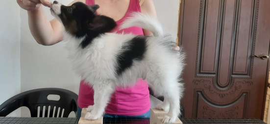 Элитные щенки папийона