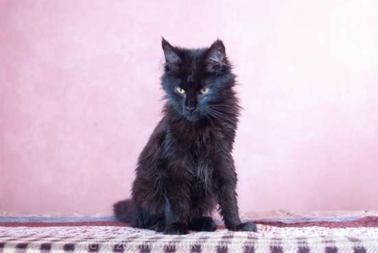 Котята Мейн Кун, девочки, разные окрасы