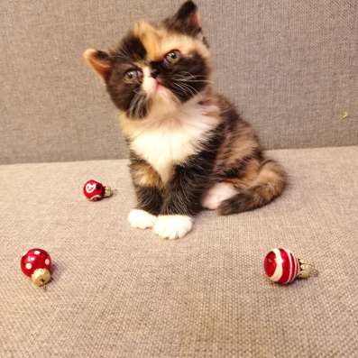 Продажа котят в Новосибирске фото 3