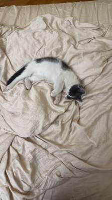 Котенок в добрые руки в Махачкале