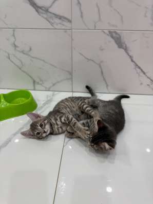 Котята в Волжске
