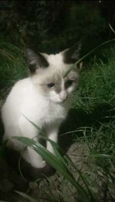 Отдаем котят в добрые руки