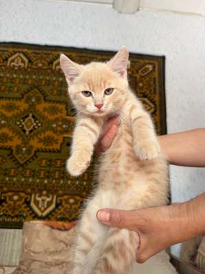 Отдам котёнка в хорошие руки в Сызрани фото 3