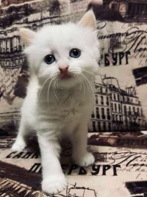 Котята в Челябинске