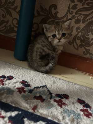 Шотландские котята фото 6