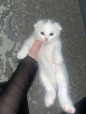 Котята в Челябинске фото 4