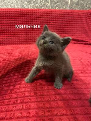 Котята в добрые руки в Нижнем Новгороде фото 4