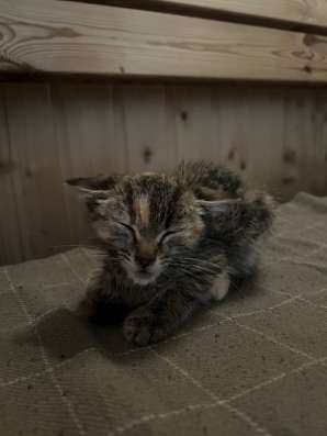 КОТЕНОК В ДОБРЫЕ РУКИ