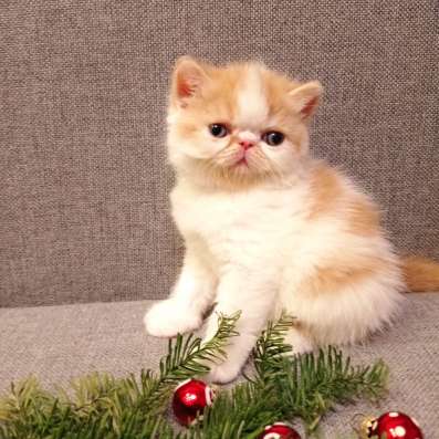 Продажа котят