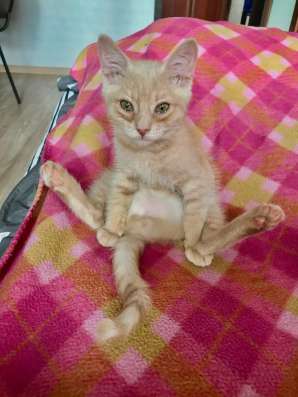 Рыжий котенок в Челябинске фото 4