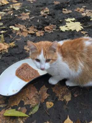 Котятам нужен дом в Москве фото 8
