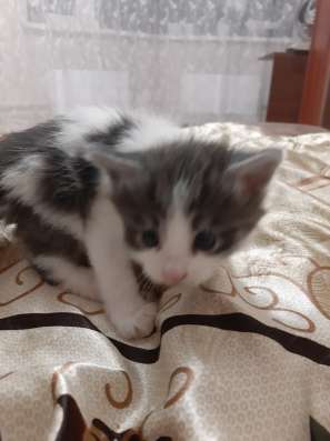 Отдам в добрые руки котят в Москве фото 3