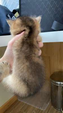Bkh kitten (Британский короткошёрстный котята)