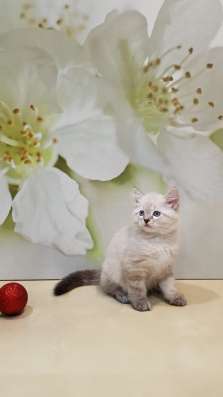 СИБИРСКИЙ КОТЁНОК С РОДОСЛОВНОЙ в Москве фото 5