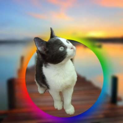 Внимание, котики- мальчики!!! в Рязани фото 3