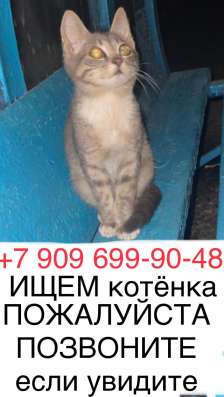 Потерялся маленький котенок в Москве фото 4