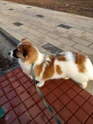 Собака 1 годик в добрые руки в Волгограде фото 4