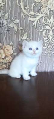 Клубные котята (шиншилла) в Омске фото 3